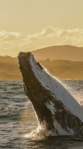ポート・スティーブンスのホエールウォッチング - 展望ポイントとツアー
